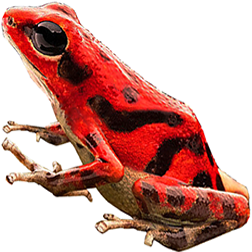 Vicente's Red Dart Frog